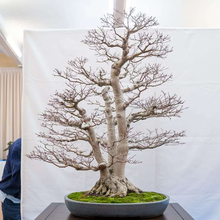 2022 美国加利福尼亚州湾区盆景40周年展