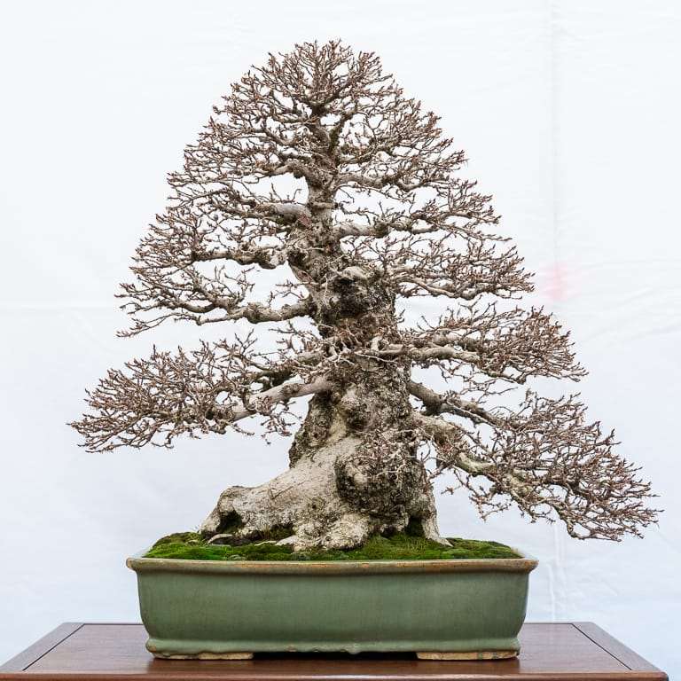 2022 美国加利福尼亚州湾区盆景40周年展