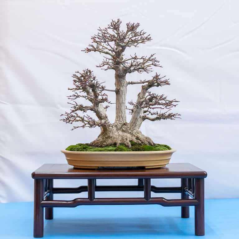 2022 美国加利福尼亚州湾区盆景40周年展