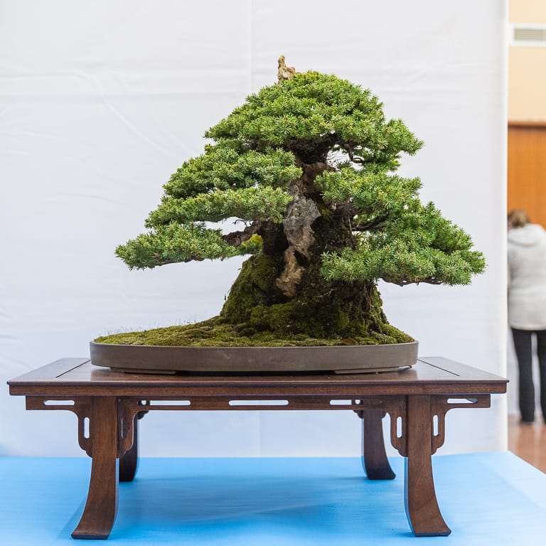 2022 美国加利福尼亚州湾区盆景40周年展