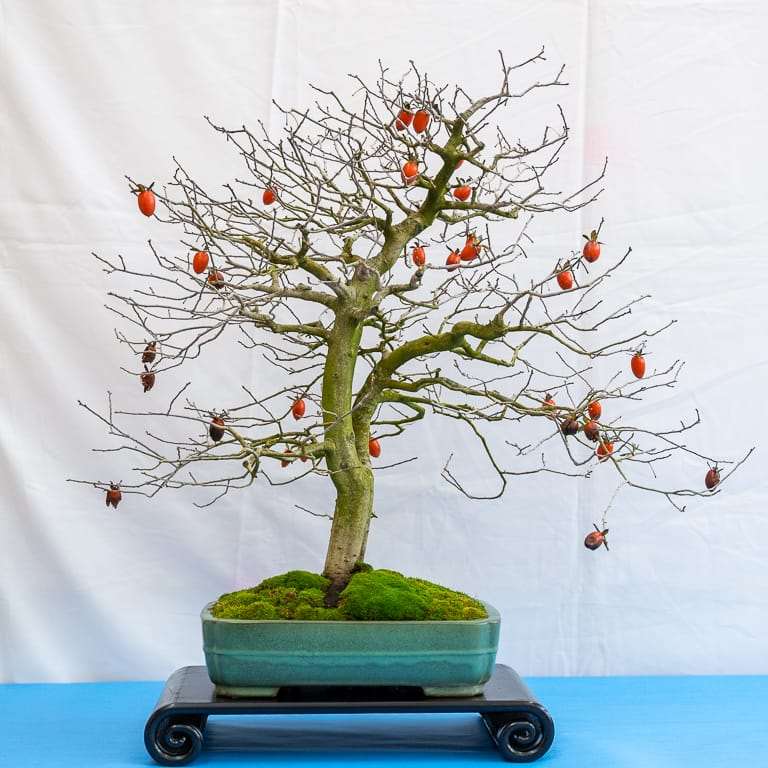 2022 美国加利福尼亚州湾区盆景40周年展