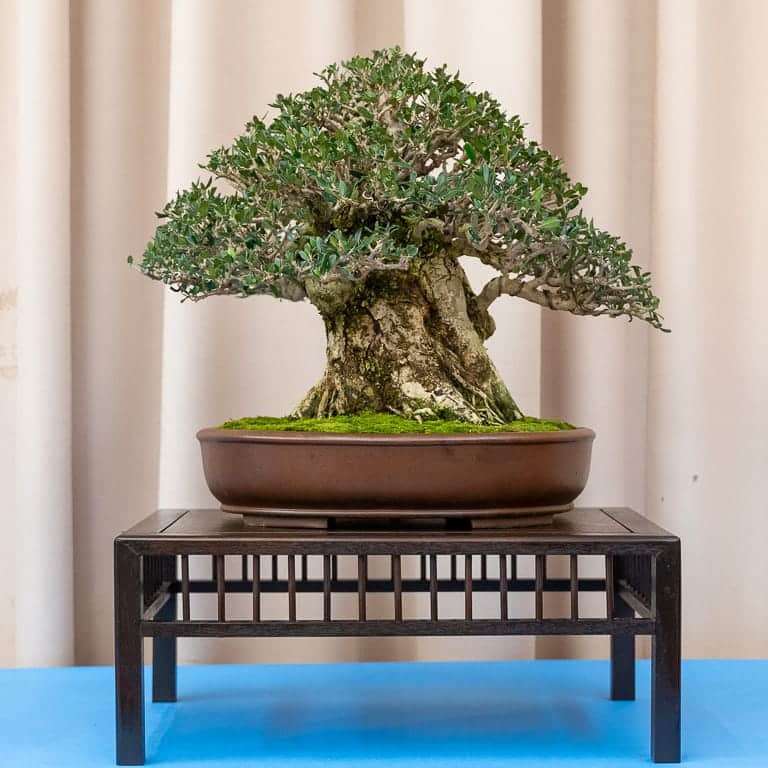 2022 美国加利福尼亚州湾区盆景40周年展