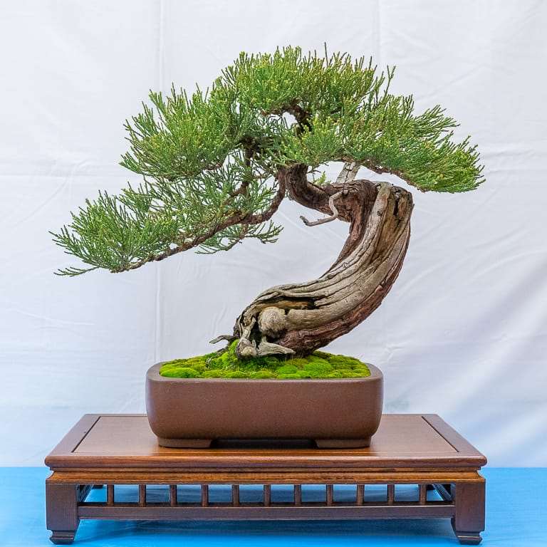 2022 美国加利福尼亚州湾区盆景40周年展