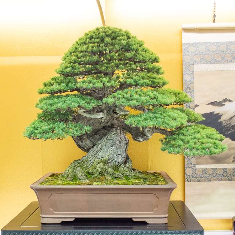 2022 秋天 美国太平洋盆景博览会