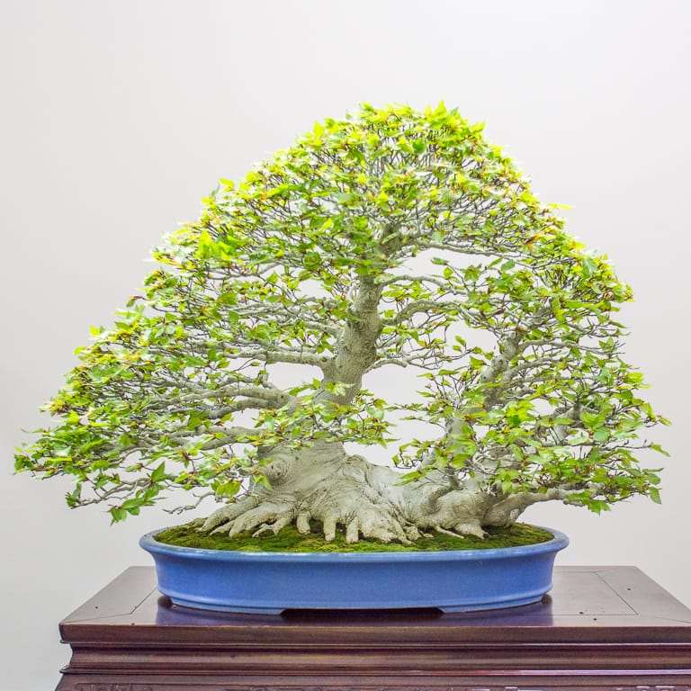 2022 秋天 美国太平洋盆景博览会