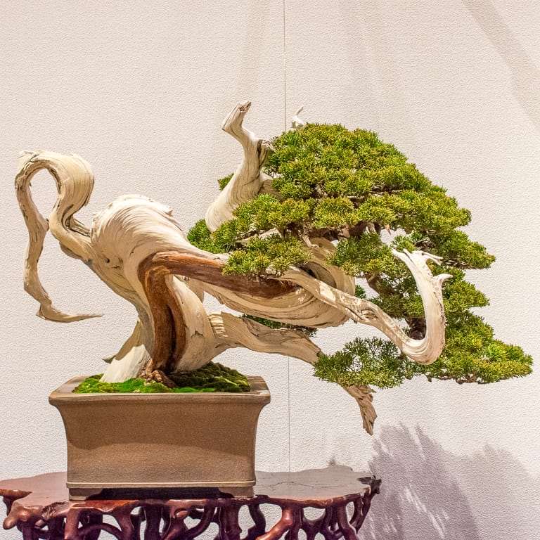 2022 秋天 美国太平洋盆景博览会