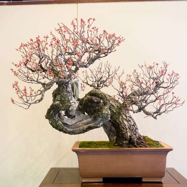 2022 秋天 美国太平洋盆景博览会