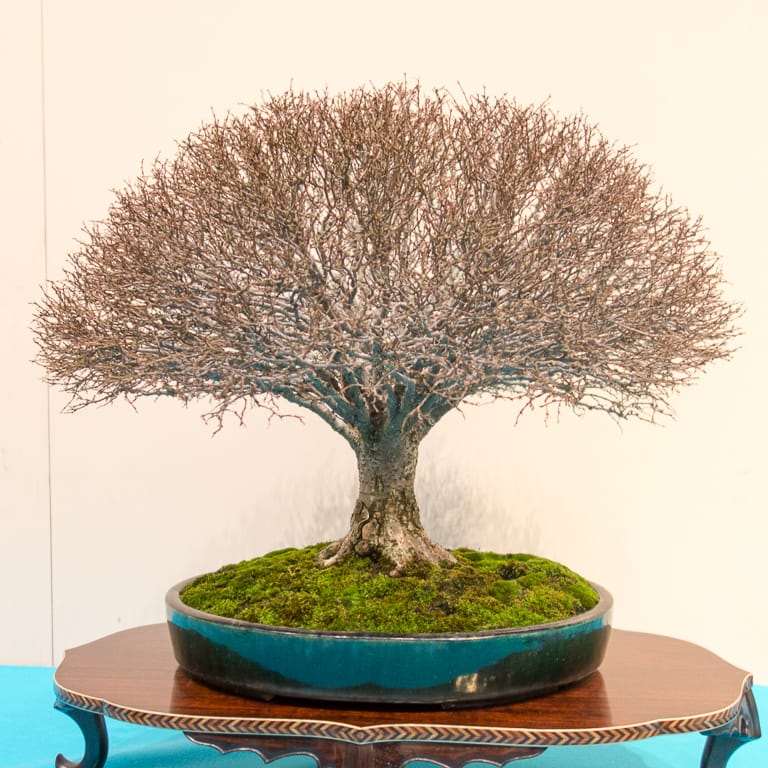 2022 秋天 美国太平洋盆景博览会