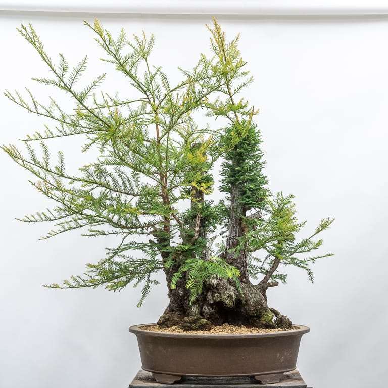图解 2年内修剪海岸红杉盆景的过程