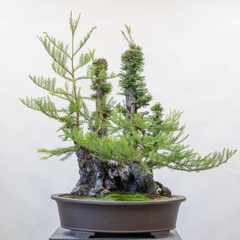 图解 2年内修剪海岸红杉盆景的过程