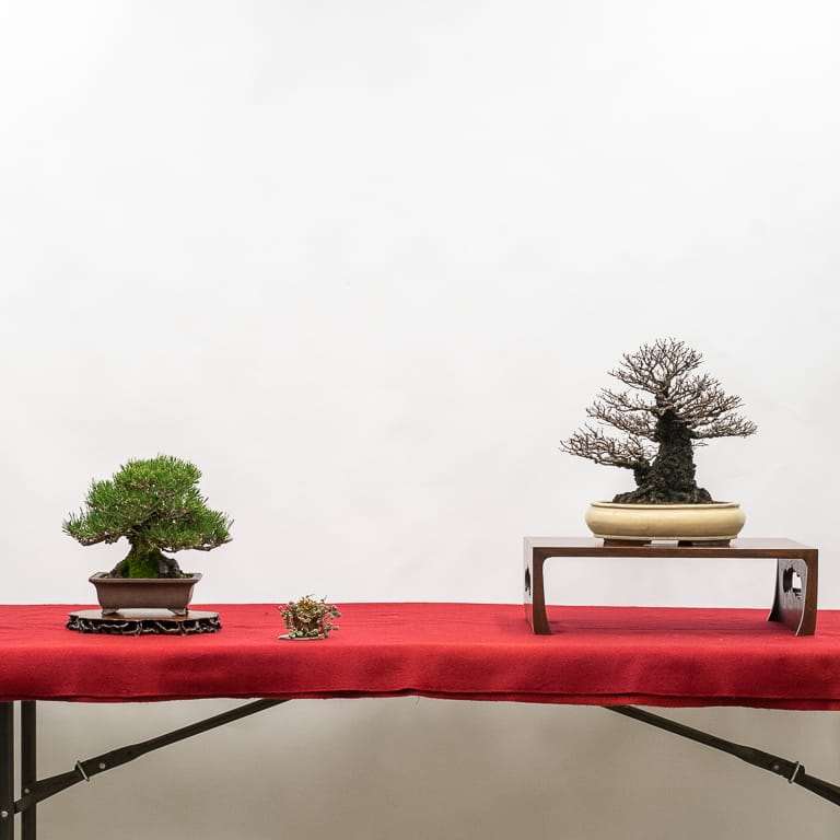 黑松和软木皮榆树