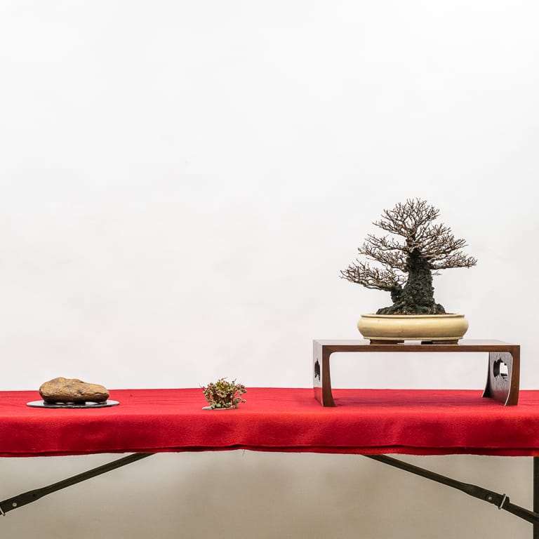 软树皮榆树和水石