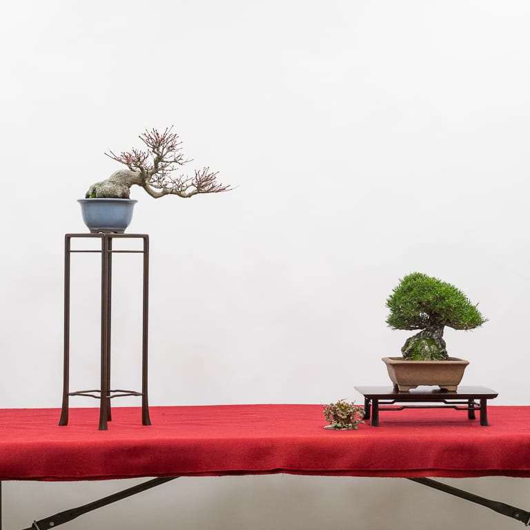 2022 美国太平洋盆景博览会的评审类别