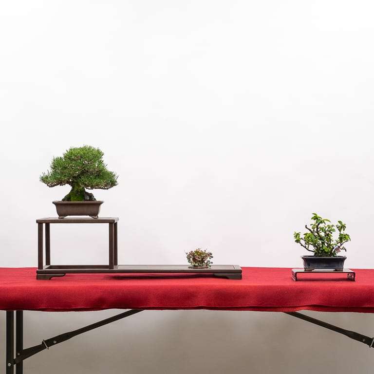 黑松和开花木瓜