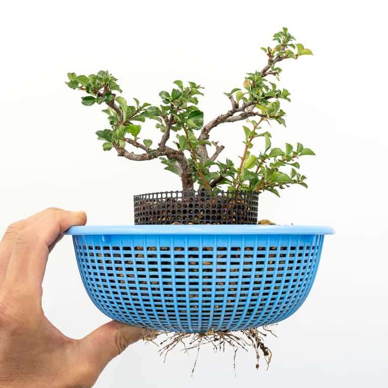 为什么盆景赤玉土变得越来越难获得