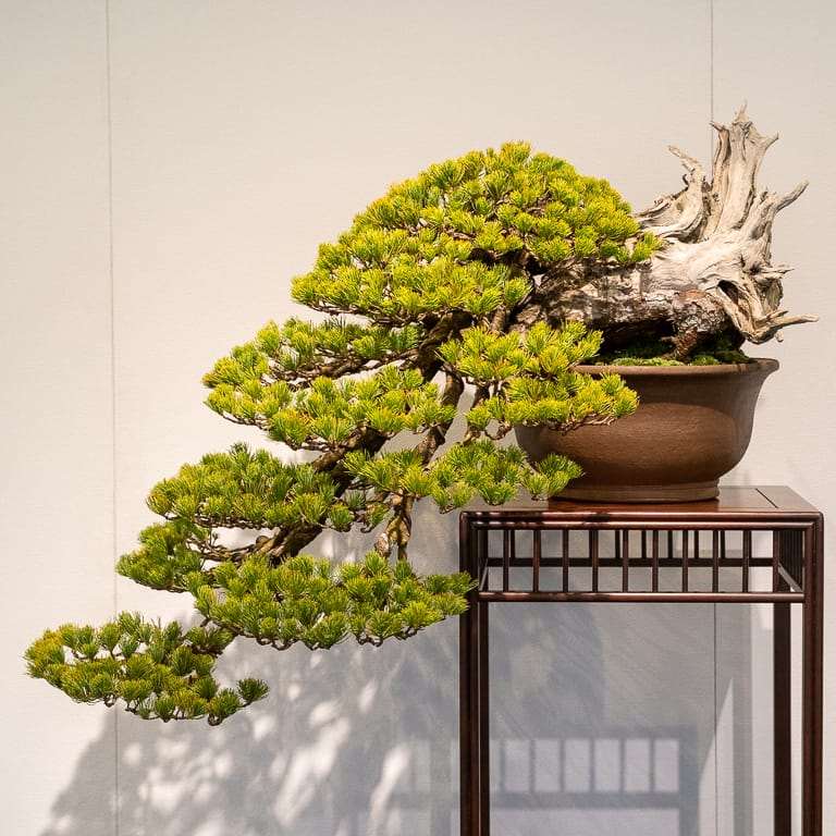 如何确定盆景展示的方向 图片