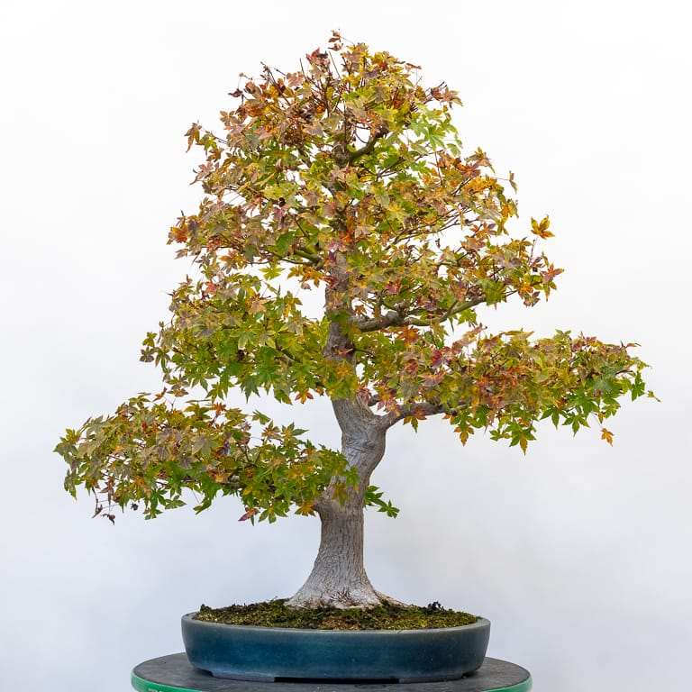 为2022年美国太平洋盆景博览会 做准备