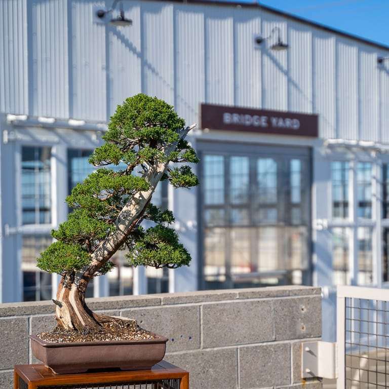 2022 美国太平洋盆景博览会倒计时12个月