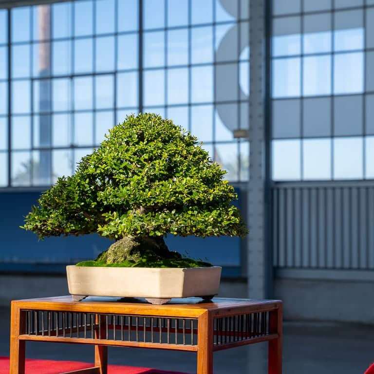 2022 美国太平洋盆景博览会倒计时12个月