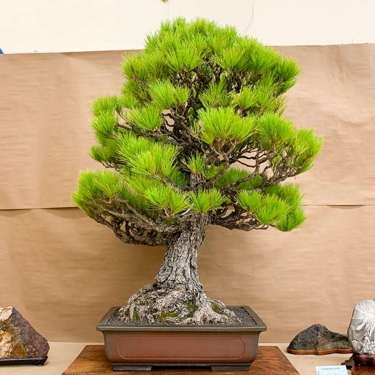 2021 美国加利福尼亚第50届盆景年度展