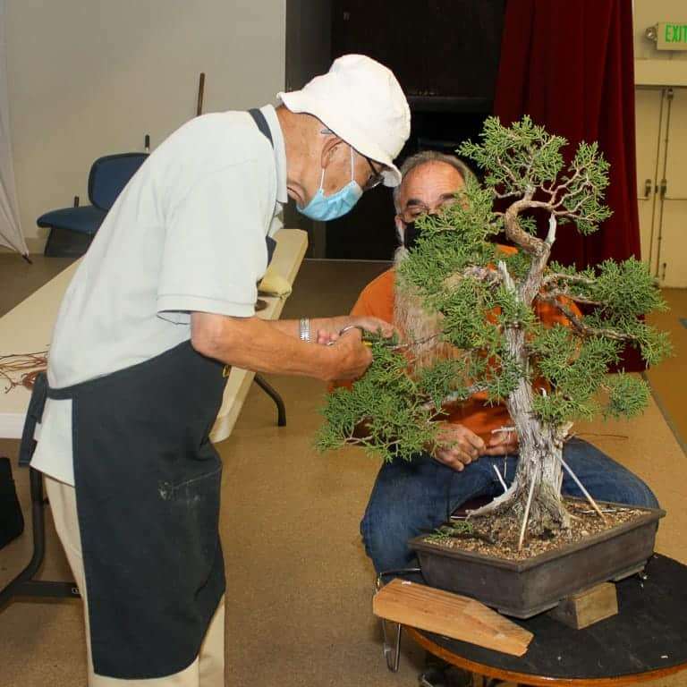 2021 美国加利福尼亚第50届盆景年度展