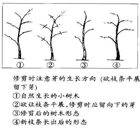 图解 马文其谈怎么修剪树木盆景的4个方法