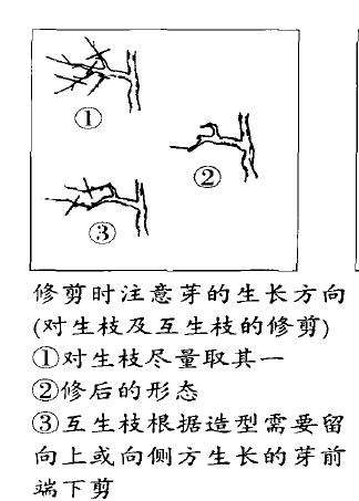 图解 马文其谈怎么修剪树木盆景的4个方法
