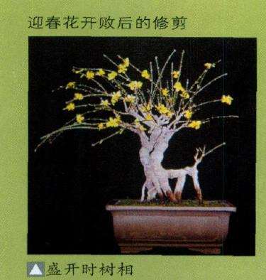 图解 马文其谈怎么修剪树木盆景的4个方法
