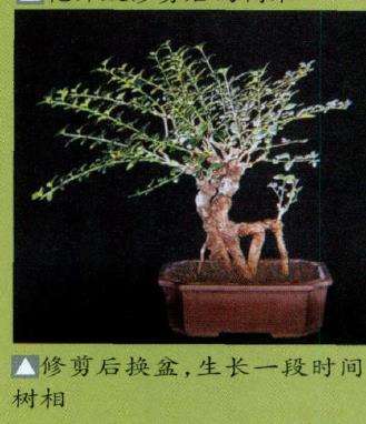 图解 马文其谈怎么修剪树木盆景的4个方法