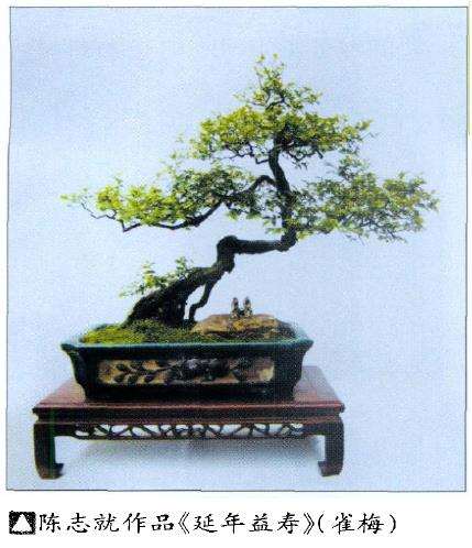 雀梅盆景怎么浇水施肥