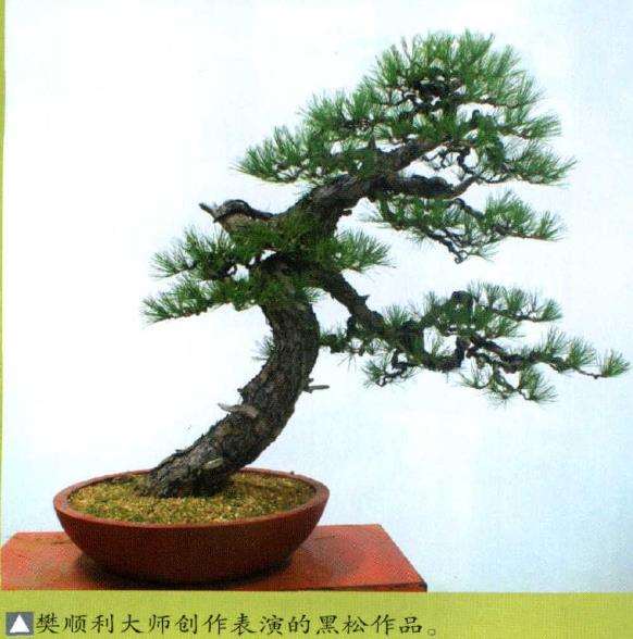 中国私家盆景俱乐部首届联谊会在苏州举办