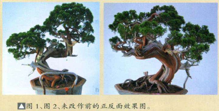 图解 真柏盆景怎么重新改作的6个步骤