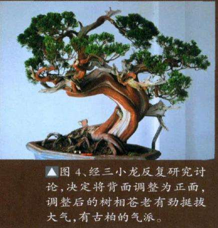 图解 真柏盆景怎么重新改作的6个步骤