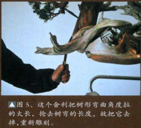 图解 真柏盆景怎么重新改作的6个步骤