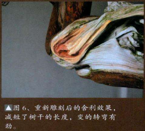 图解 真柏盆景怎么重新改作的6个步骤