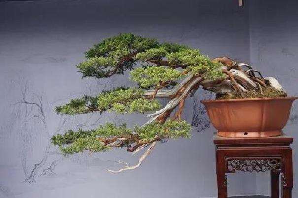 我来谈谈扬州举办的世界盆景大会