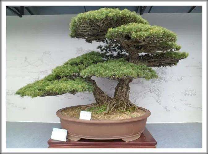 我来谈谈扬州举办的世界盆景大会