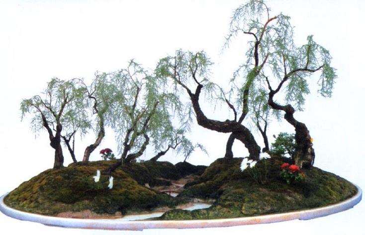 图解 水泥岸边式垂柳型三春柳盆景的制作