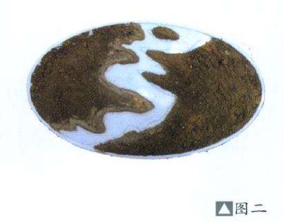 图解 水泥岸边式垂柳型三春柳盆景的制作