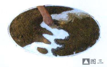 图解 水泥岸边式垂柳型三春柳盆景的制作