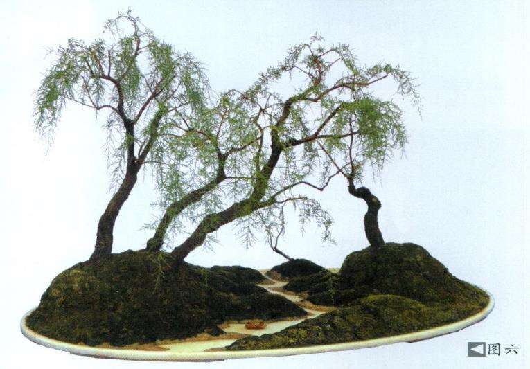 图解 水泥岸边式垂柳型三春柳盆景的制作