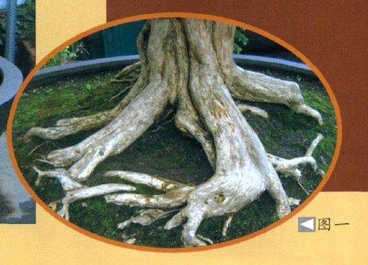 图解 九里香盆景造型设计的方法