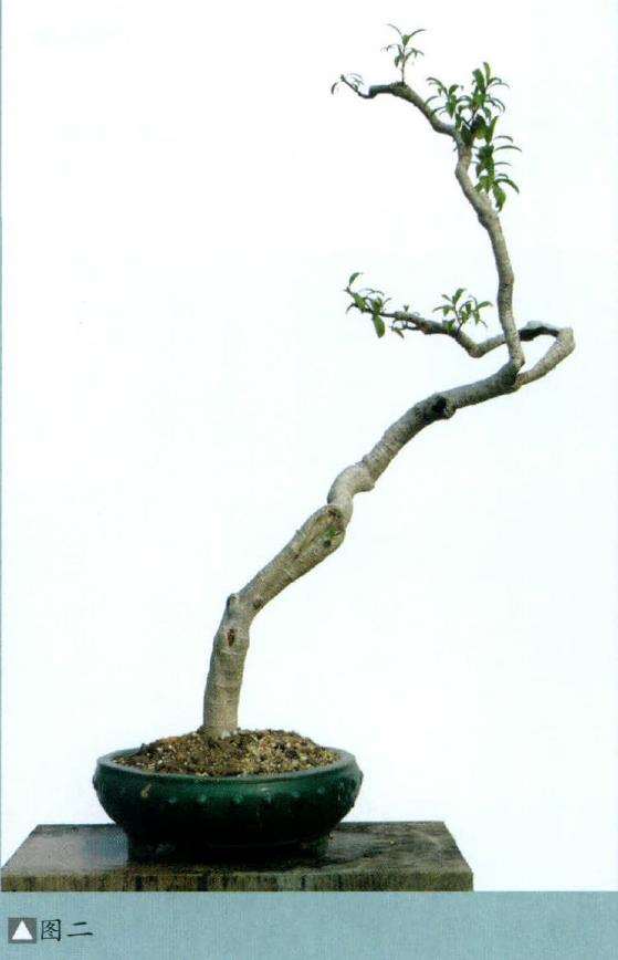 图解 羊角柳盆景怎么枝托去留表述的5个步骤