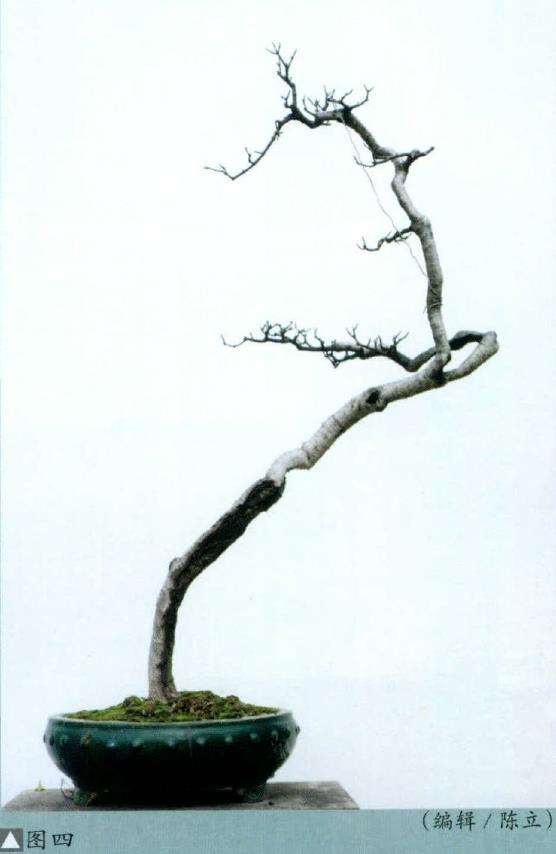 图解 羊角柳盆景怎么枝托去留表述的5个步骤