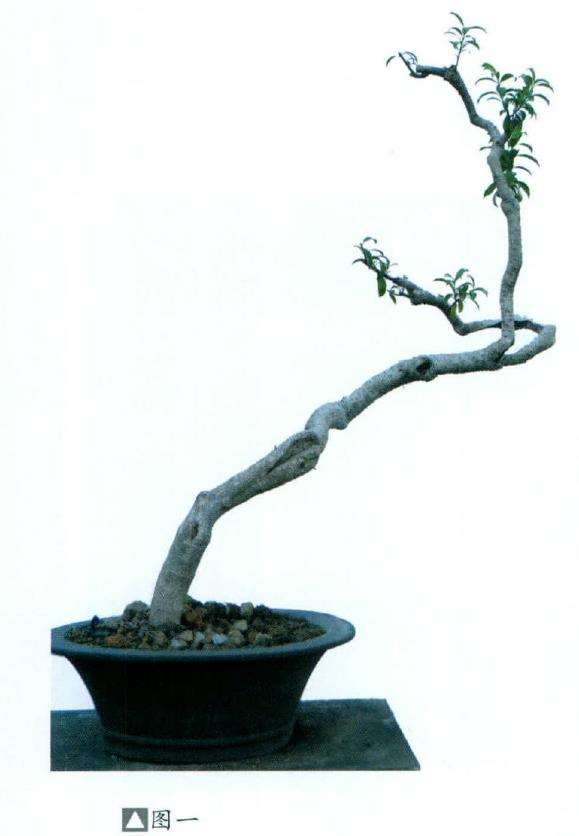 图解 羊角柳盆景怎么枝托去留表述的5个步骤
