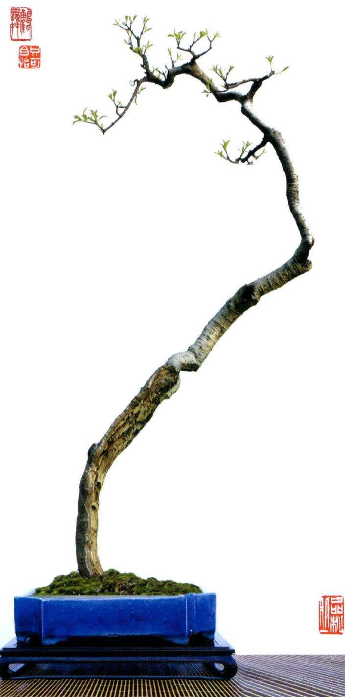 图解 羊角柳盆景怎么枝托去留表述的5个步骤