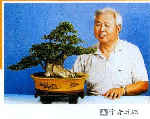 树木盆景怎么抹芽 摘心 摘叶