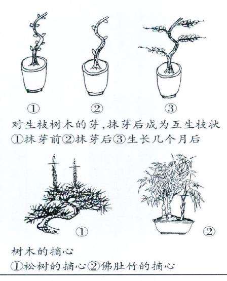 树木盆景怎么抹芽 摘心 摘叶