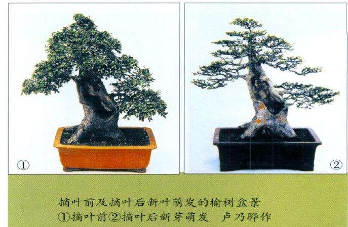 树木盆景怎么抹芽 摘心 摘叶