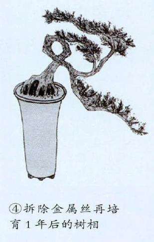 图解 悬崖式松柏盆景怎么制作的4个过程